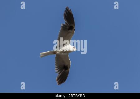 Ein ausgewachsener Weißschwanz-Drachen, elanus leucurus, im Flug. Stockfoto