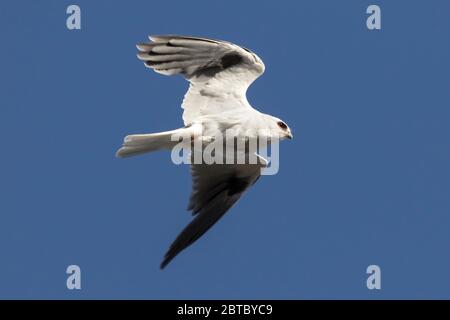 Ein ausgewachsener Weißschwanz-Drachen, elanus leucurus, im Flug. Stockfoto