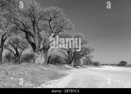 Baines baobab von Nxai Pan National Park, Botswana Stockfoto