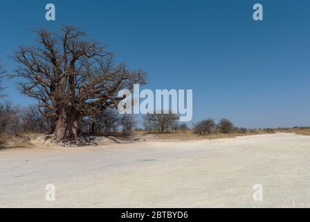 Baines baobab von Nxai Pan National Park, Botswana Stockfoto