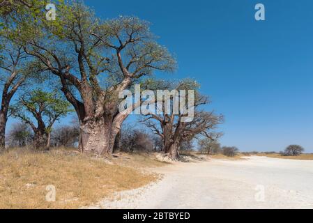 Baines baobab von Nxai Pan National Park, Botswana Stockfoto