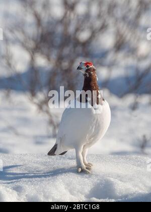 Willow oder Red Ptarmigan Male im Denali National Park Stockfoto