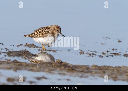 Ein wenig Sandpiper in Alaska Stockfoto