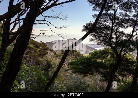 Kereru Hemiphaga novaeseelandiae, Neuseeland, November 2019 Stockfoto