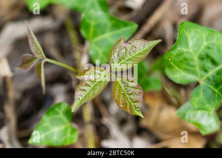 Poison Ivy Blätter im Frühling Stockfoto