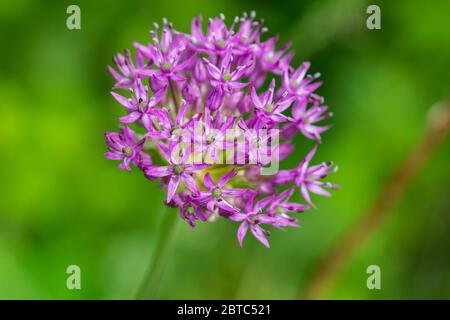 Riesige Lila Zwiebelblumen im Frühling Stockfoto