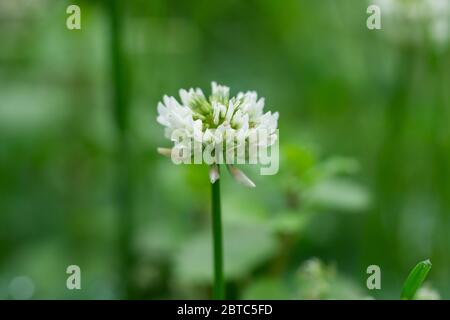 Weißklee Blumen in voller Blüte im Frühling Stockfoto