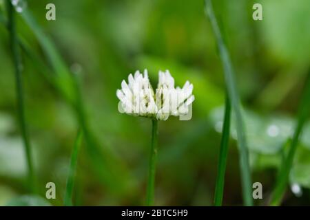Weißklee Blumen in voller Blüte im Frühling Stockfoto