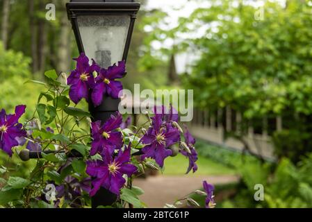 Schöne lila clematis gewickelt Lamppost am Eingang des historischen Glen-Ella Springs Inn Bed & Breakfast in Clarkesville, Georgia. (USA) Stockfoto