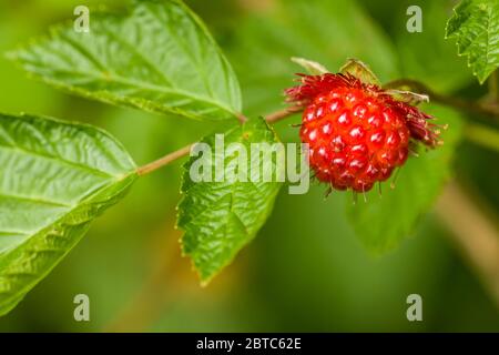 Die gelben oder rötlich matschigen Salmonbeeren (Rubus spectabilis) sind essbar; diese wurde in Issaquah, Washington, USA gefunden. Sowohl Sprossen und Beeren w Stockfoto