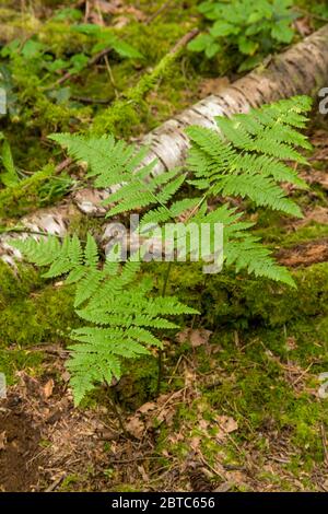 Bracken Fern (Peteridium aquilinum) in Issaquah, Washington, USA Stockfoto