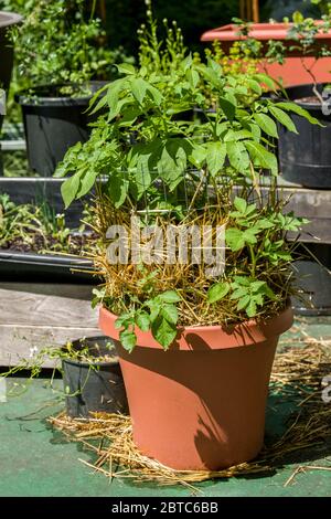 Kartoffeln, die in einem großen Container auf einer Terrasse in Issaquah, Washington, USA wachsen. Metallzäune über dem Behälter hinzufügen und dann mit str Stockfoto