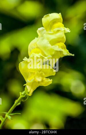 Snapdragon (Antirhinum majus) blüht in Issaquah, Washington, USA Stockfoto