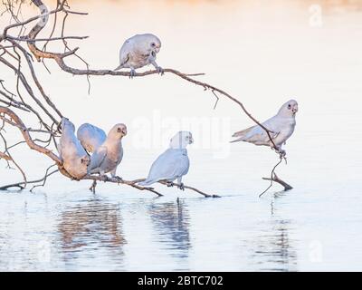 Little Corellas (Cacatua sanguinea) an einem Trinkplatz im Herdsman Lake in Perth, Westaustralien. Stockfoto