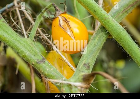Nahaufnahme von Gold Nugget Kirschtomaten, die in Issaquah, Washington, USA, mit einer Teilung wachsen. Tomaten spalten wegen Schwankungen im Amou