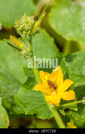 Honigbiene bestäubt eine Erbstück Zitronengurke Blüte in Issaquah, Washington, USA Stockfoto