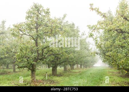 Bartlett Birne Baum in Obstgarten an einem nebligen Tag, in der Nähe von Hood River, Oregon, USA. Stockfoto