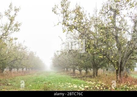 Bartlett Birne Baum in Obstgarten an einem nebligen Tag, in der Nähe von Hood River, Oregon, USA. Stockfoto