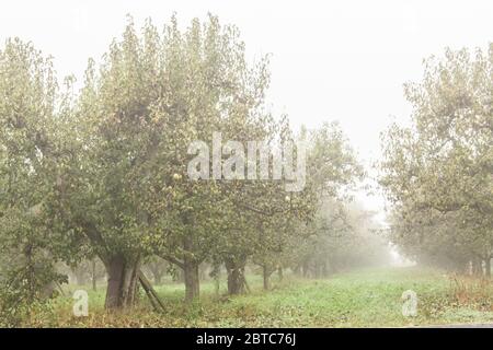 Bartlett Birne Baum in Obstgarten an einem nebligen Tag, in der Nähe von Hood River, Oregon, USA. Stockfoto