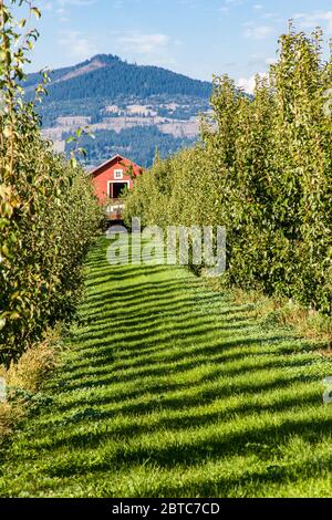 Reihen von Bartlett Birnenbäumen und Scheune in der Nähe von Hood River, Oregon, USA Stockfoto