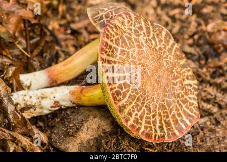 Xerocomellus chrysenteron, früher bekannt als Boletus chrysenteron oder Xerocomus chrysenteron, ist ein kleiner, essbarer, wilder Pilz in der Familie Boletacea Stockfoto