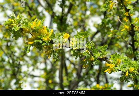 Caragana arborescens, Zierpflanze. Akazienzweig mit gelben Blüten im Sonnenlicht Stockfoto