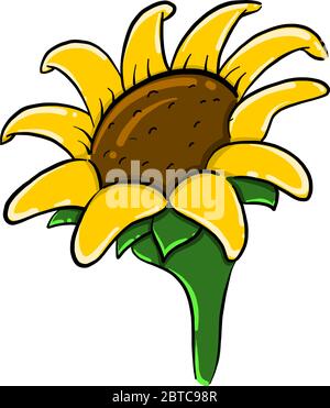 Sonnenblumenblume , Illustration, Vektor auf weißem Hintergrund Stock Vektor