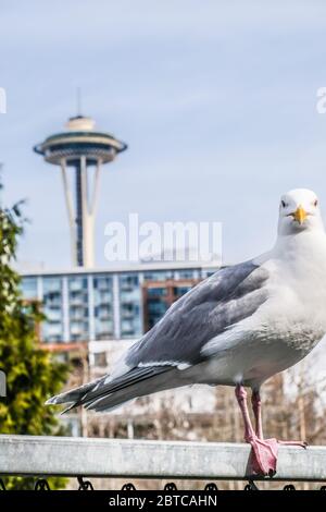 Eine Nahaufnahme einer Möwe mit Space Needle im Hintergrund Stockfoto