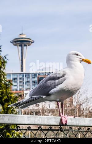 Eine Nahaufnahme einer Möwe mit Space Needle im Hintergrund Stockfoto