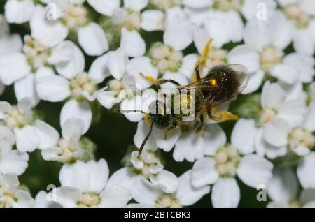 Schwitzbiene, Augochlorella sp., Futter auf Schafgarbe, Achillea millefolium Stockfoto