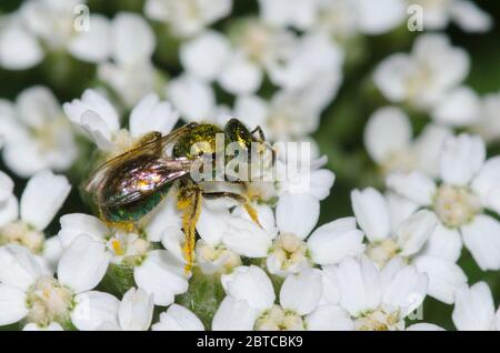 Schwitzbiene, Augochlorella sp., Futter auf Schafgarbe, Achillea millefolium Stockfoto