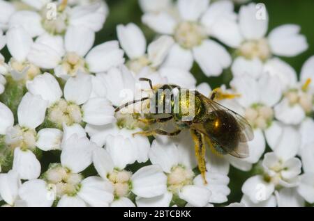 Schwitzbiene, Augochlorella sp., Futter auf Schafgarbe, Achillea millefolium Stockfoto