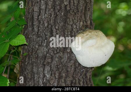 Löwenmähnchen-Pilz, Hericium erinaceus, wächst auf Pfosten-Eiche, Quercus stellata Stockfoto
