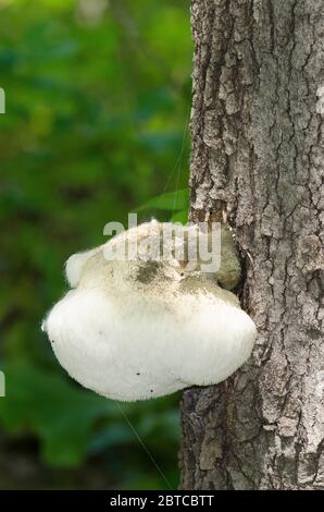 Löwenmähnchen-Pilz, Hericium erinaceus, wächst auf Pfosten-Eiche, Quercus stellata Stockfoto