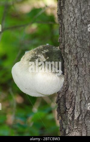 Löwenmähnchen-Pilz, Hericium erinaceus, wächst auf Pfosten-Eiche, Quercus stellata Stockfoto