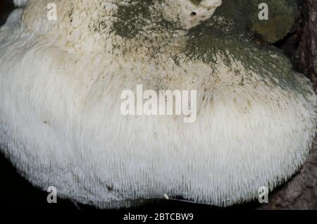 Löwenmähnchen-Pilz, Hericium erinaceus, wächst auf Pfosten-Eiche, Quercus stellata Stockfoto