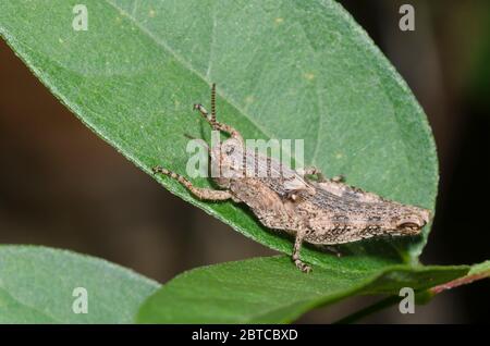 Sporn - throated Heuschrecke, Unterfamilie Melanoplinae, Nymphe Stockfoto