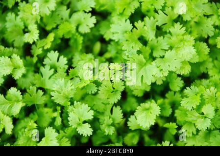 Koriander Pflanzenblatt wächst in den Graden Natur Hintergrund / Grünes Koriander Blätter Gemüse für Lebensmittelzutaten Stockfoto