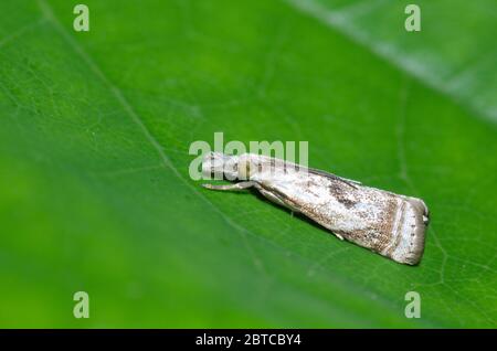 Elegantes Grassfurnier, Microcrambus elegans Stockfoto