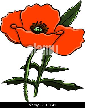 Rote Mohnblume , Illustration, Vektor auf weißem Hintergrund Stock Vektor