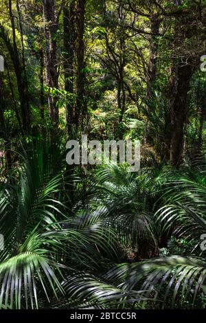 Einheimischer Busch, Nordinsel, Neuseeland Stockfoto