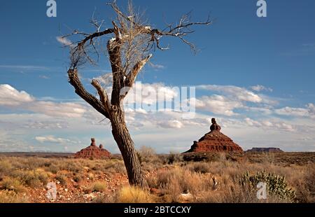 UT00603-00...UTAH - EIN Baumwollbaum und rote Sandsteinbutten im Tal der Götter. Stockfoto