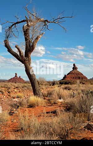 UT00604-00...UTAH - EIN Baumwollbaum und rote Sandsteinbutten im Tal der Götter. Stockfoto