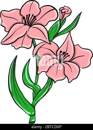 Rosa Gladiolus , Illustration, Vektor auf weißem Hintergrund Stock Vektor