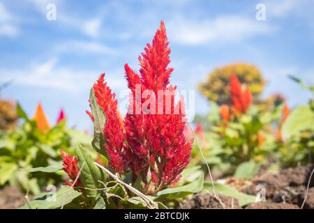 Rote Hahnenkombe Blume oder Celosia Argentea und Grüne Blätter im Garten auf blauem Himmel Hintergrund in der Zoom-Ansicht Stockfoto