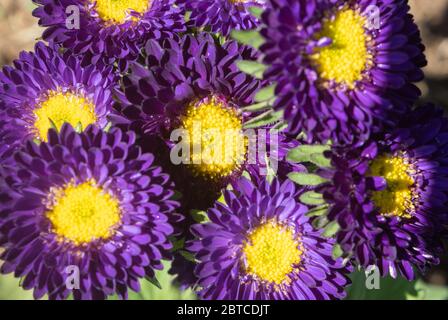 Lila oder Violett Callistephus Chinensis Blume oder Aster Blume im Garten auf Flatlay Ansicht mit natürlichem Licht auf grünen Blättern Hintergrund Stockfoto