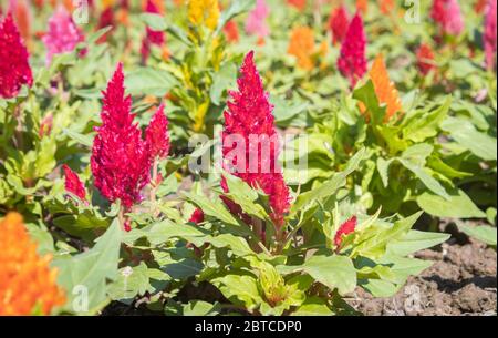 Rote Cockscomb Blume oder Celosia Argentea mit natürlichem Licht und grünen Blättern im Garten Stockfoto