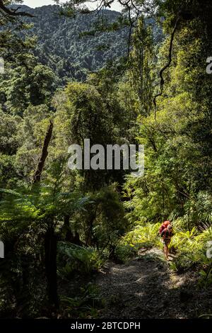 Der Aufstieg zum Mt Matthews, Remutaka Forest Park, Neuseeland, September 2019 Stockfoto