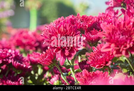 Rote Chrysanthemum oder Mums Blumen auf grünen Blättern Hintergrund im Garten mit natürlichem Licht Stockfoto
