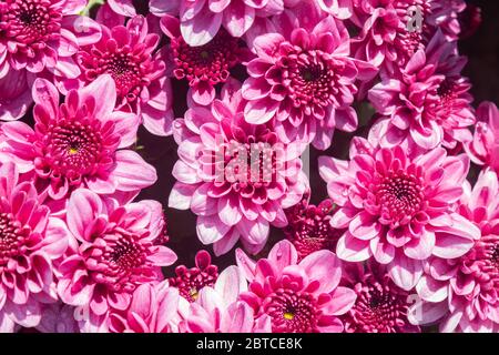 Magenta Rosa Chrysantheme oder Mums Blumen im Garten mit natürlichem Licht Hintergrund Stockfoto